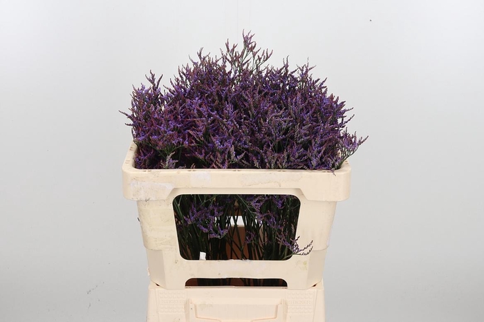 <h4>Lim Saf Dark Blue</h4>