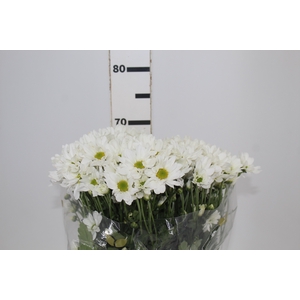 CRIS WHITE REAGAN 070 CM