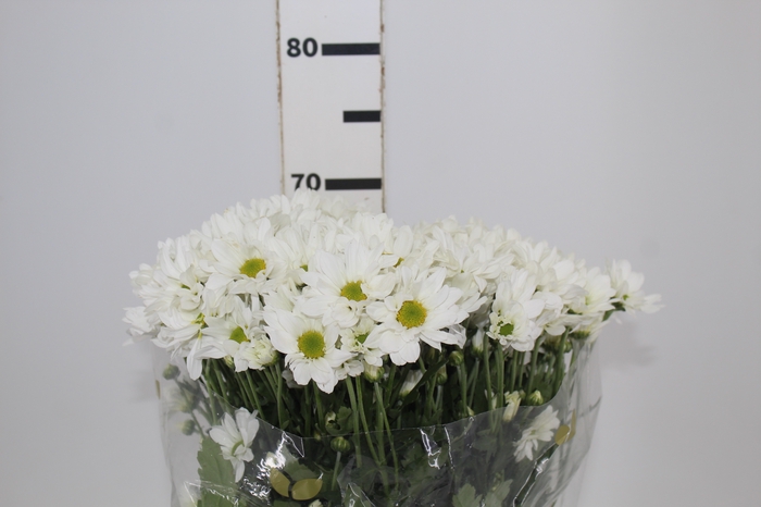 <h4>CRIS WHITE REAGAN 070 CM</h4>