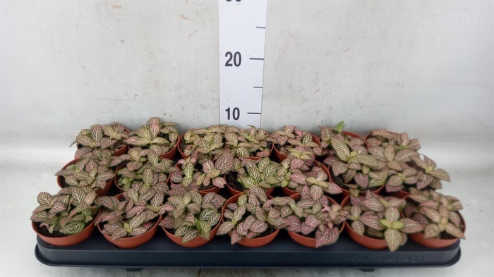 <h4>Fittonia verschaf. 'Red Angel'</h4>