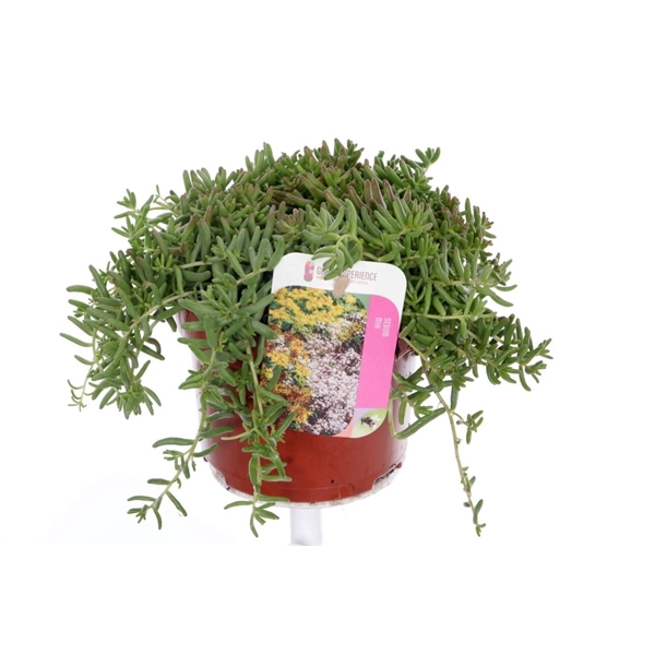 <h4>Sedum album Coral Carpet</h4>