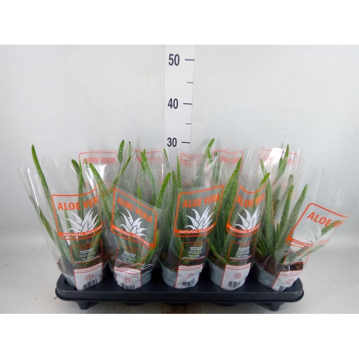 <h4>Aloe vera</h4>