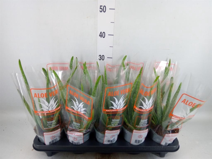 <h4>Aloe vera</h4>
