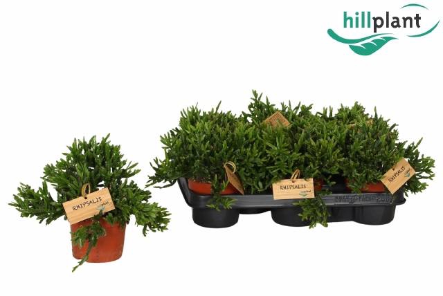 <h4>RHIPSALIS EWALDIANA</h4>