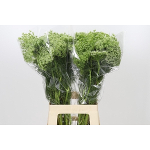 Ammi Visnaga
