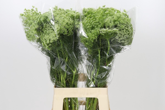 <h4>Ammi Visnaga</h4>