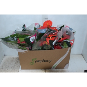 ANTHURIUM VARIADO P15