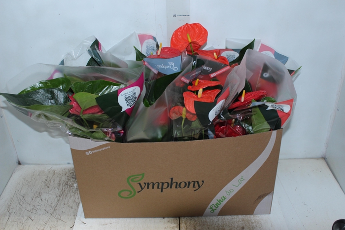 <h4>ANTHURIUM VARIADO P15</h4>