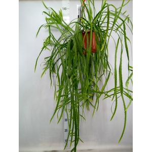 Rhipsalis   ...