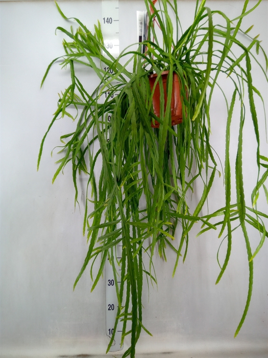 <h4>Rhipsalis   ...</h4>