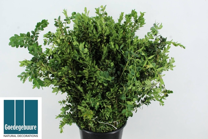 <h4>BUXUS SEMP</h4>