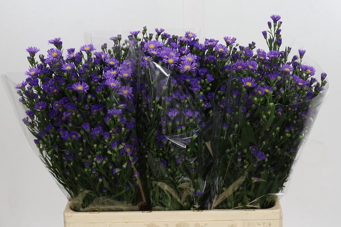 <h4>Aster Casamare</h4>