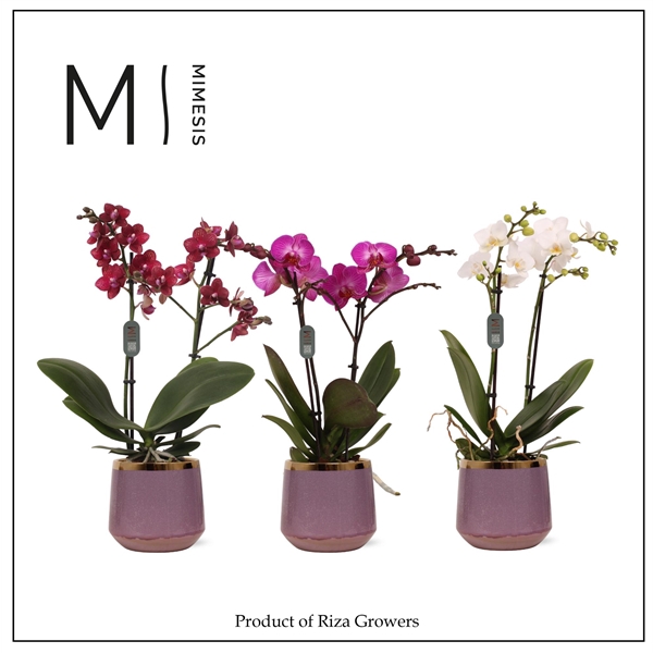 <h4>Mimesis Phal. Multi Mix - 2 spike 12cm in Celeste Ceramic</h4>