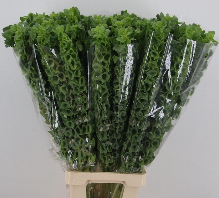 <h4>MOLUCCELLA STUK</h4>