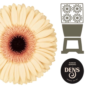 Gerbera Cream Beach Diamond