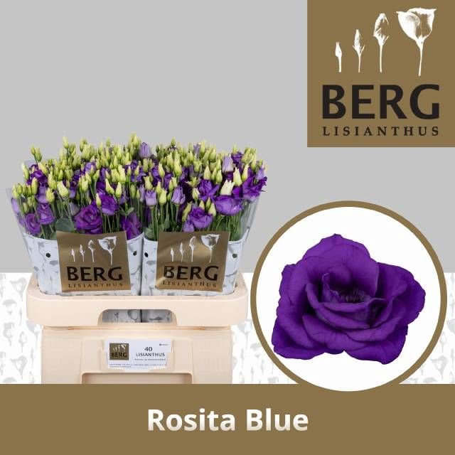 <h4>EUS G ROSI BLUE</h4>