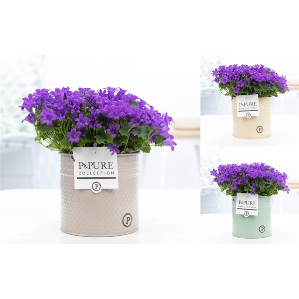 <h4>Campanula Porto LL Pure Zinc Louise</h4>