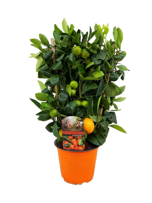 <h4>Citrus calamondin</h4>