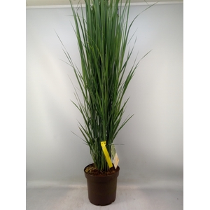 Panicum virgatum