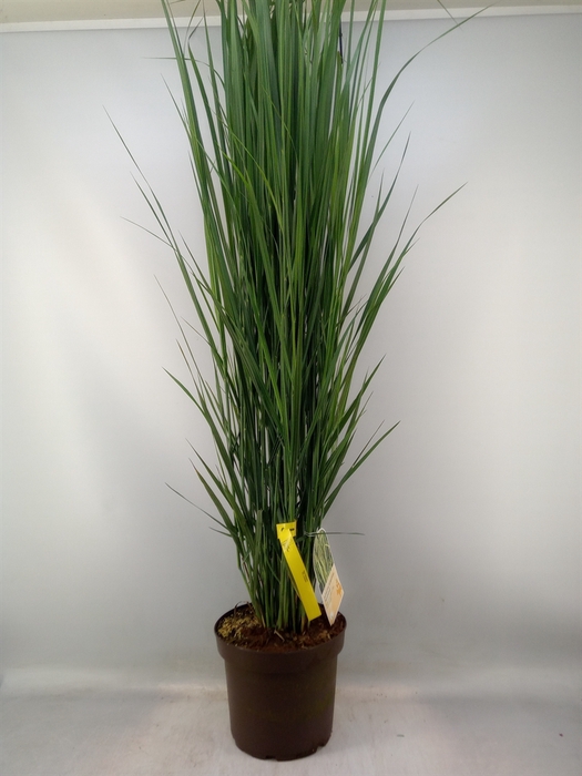 <h4>Panicum virgatum</h4>