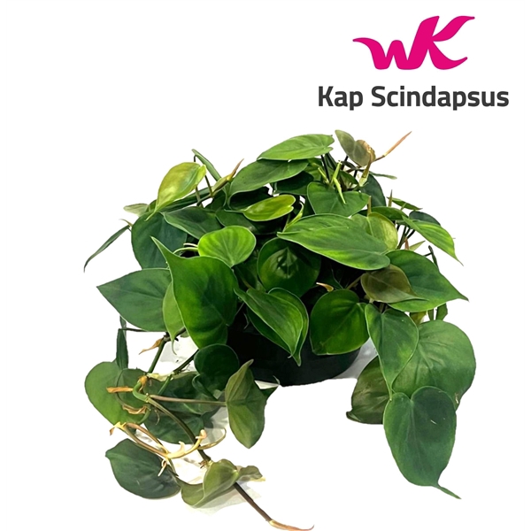 <h4>Philodendron Scandens schaal</h4>