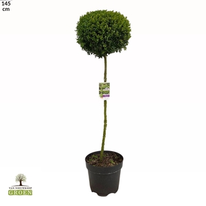 Buxus sempervirens Bol op stam XL