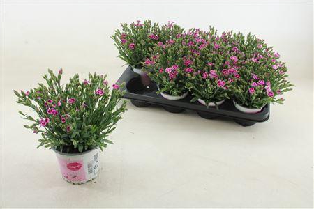 <h4>Dian Di Pink Kisses</h4>