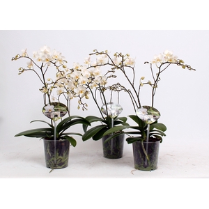 Phal. Multiflora 3+ tak 