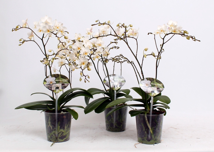 <h4>Phal. Multiflora 3+ tak "Soft Cloud"</h4>