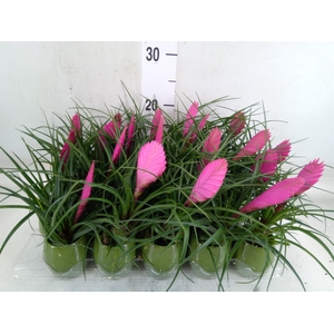 Tillandsia cyanea 'Anita'