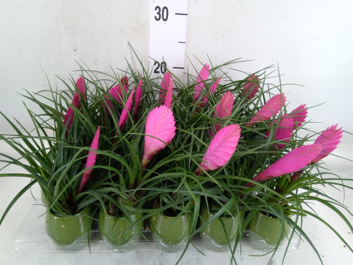 <h4>Tillandsia cyanea 'Anita'</h4>