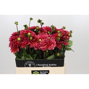 Dahlia Salmon Runner
