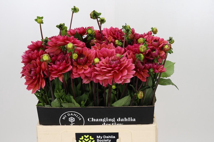 <h4>Dahlia Salmon Runner</h4>