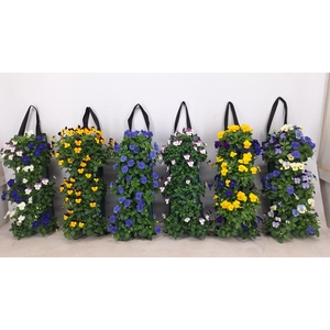 Wandhanger Viola Cornuta Mixkar 6 soorten