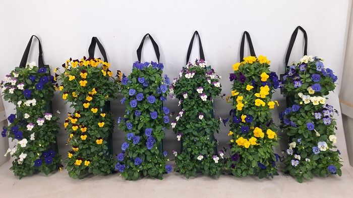<h4>Wandhanger Viola Cornuta Mixkar 6 soorten</h4>