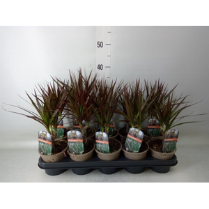 Dracaena marg. 'Magenta'