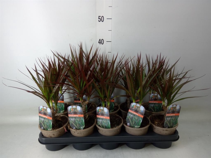<h4>Dracaena marg. 'Magenta'</h4>