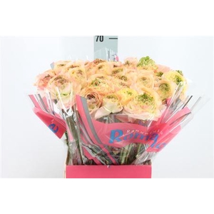 Ranunculus Romance Plage