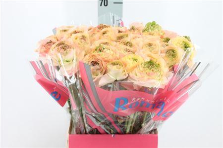 <h4>Ranunculus Romance Plage</h4>