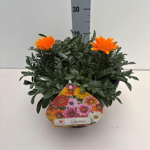 Gazania rig. 'Highland Orange'