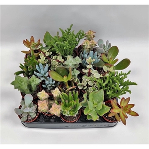 Succulent 5,5 cm mix