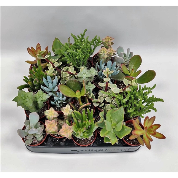 <h4>Succulent 5,5 cm mix</h4>