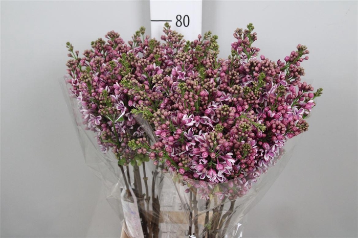 <h4>Syr V Sensation 4+</h4>