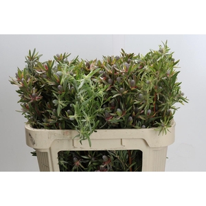 Leucadendron Ayoba Star Pearl