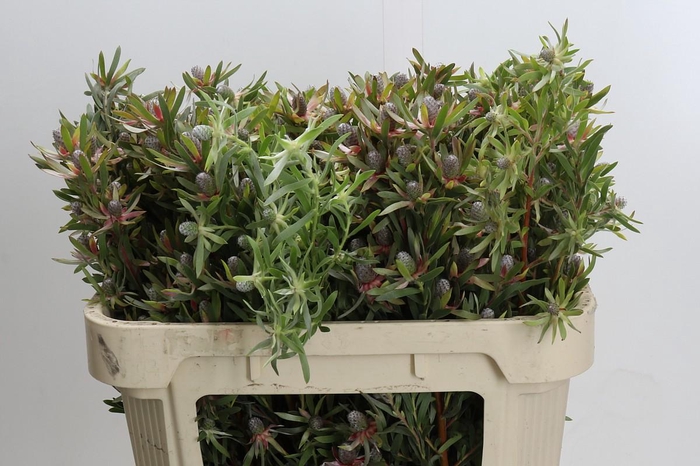 Leucadendron Ayoba Star Pearl