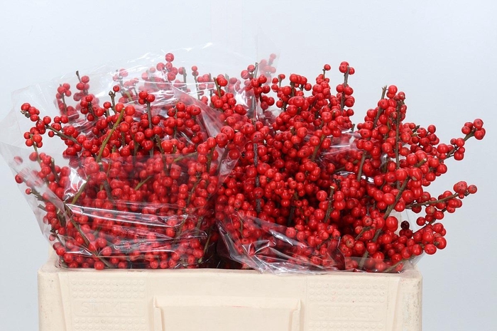<h4>Ilex Verticillata Red</h4>