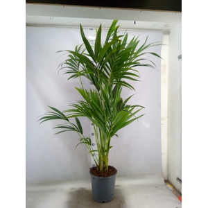 Howea forsteriana