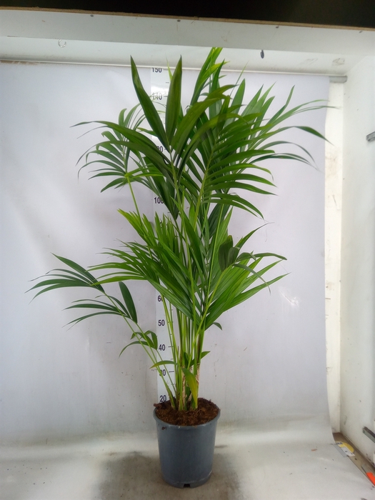 <h4>Howea forsteriana</h4>