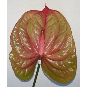 Anthurium Andreanum Grp Licosa