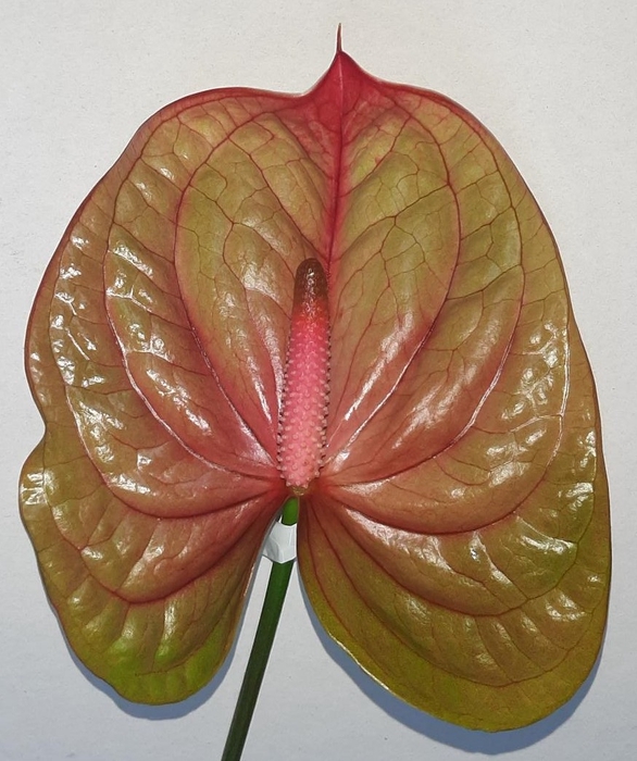 <h4>Anthurium Andreanum Grp Licosa</h4>